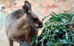 640px-Antilopine_kangaroo